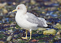 Larus canus